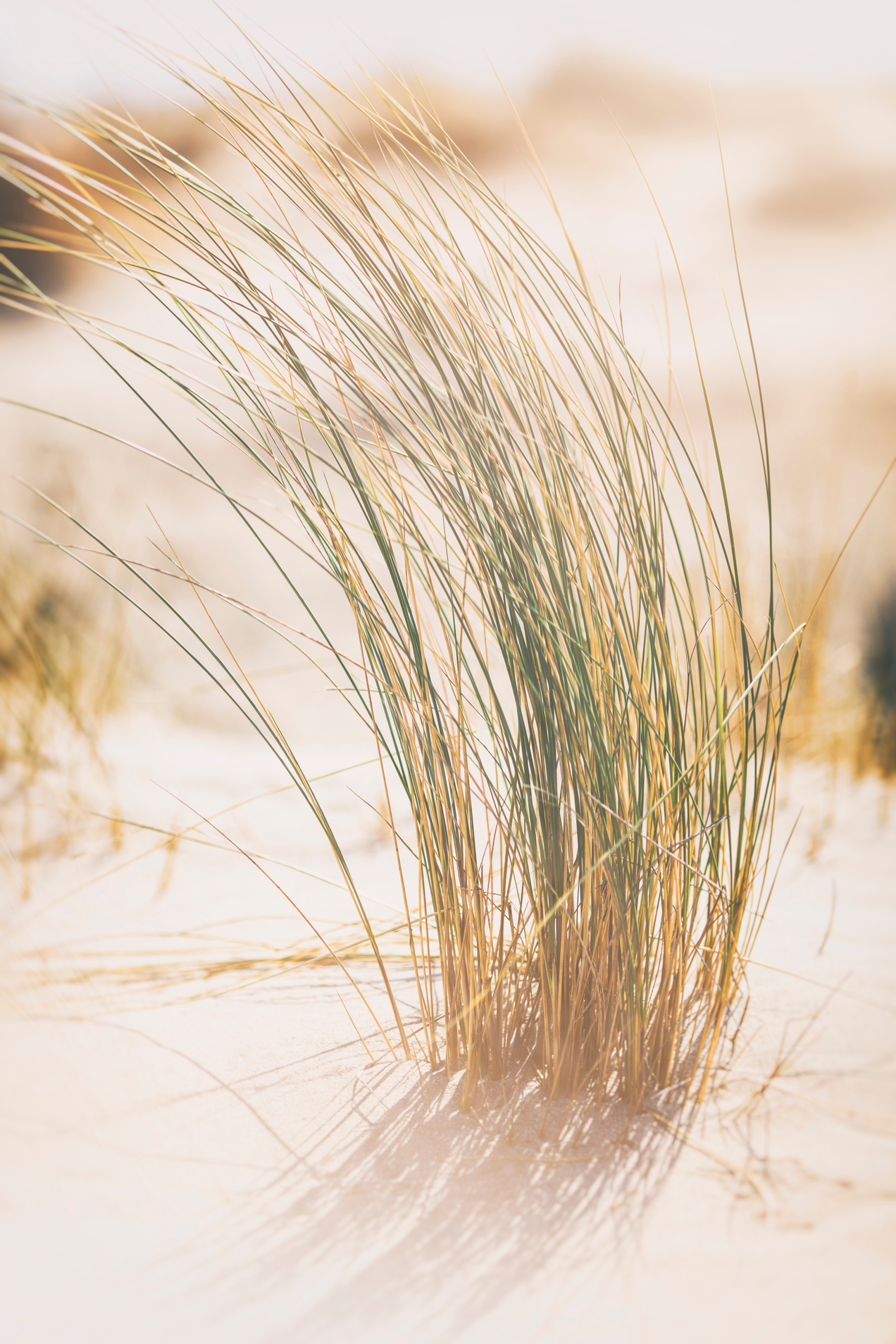 Grasses on the sand dunes